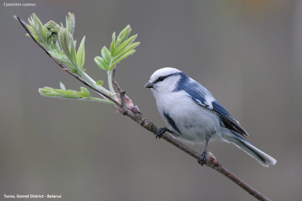 Белая сініца. Parus cyanus.